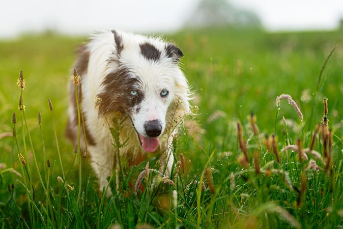 border collie blue merle dog