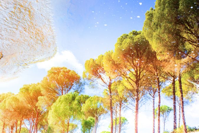 Art effect of golden trees under colorful sky