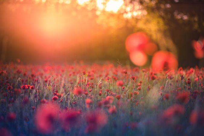 Poppies in a tree lined park with sun flare
