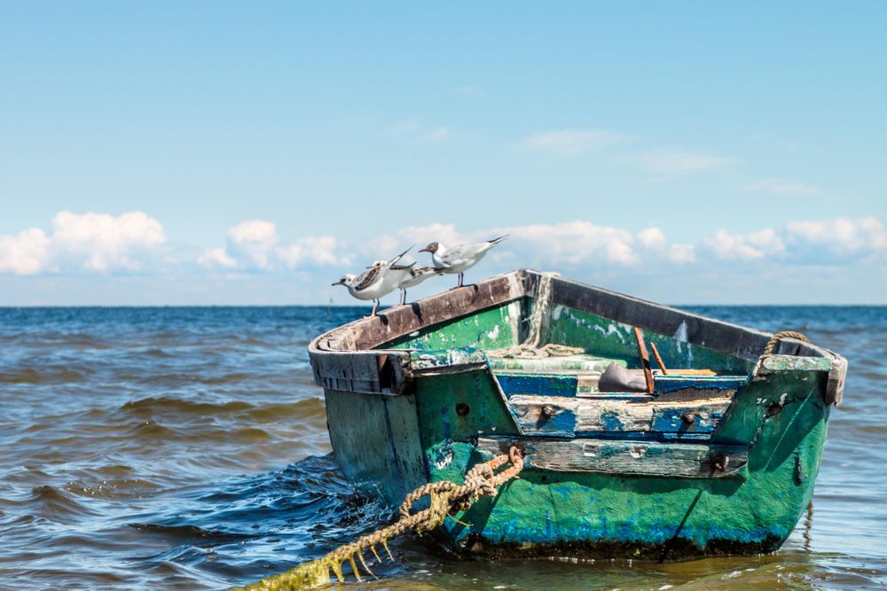 Three seagulls and gray wooden boat tied with brown rope