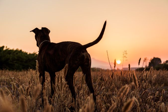 Dog running free off lead on field