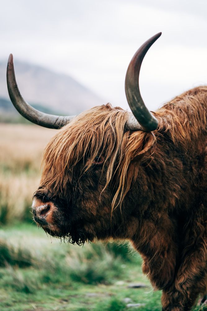 Big hairy yak pasturing on green meadow