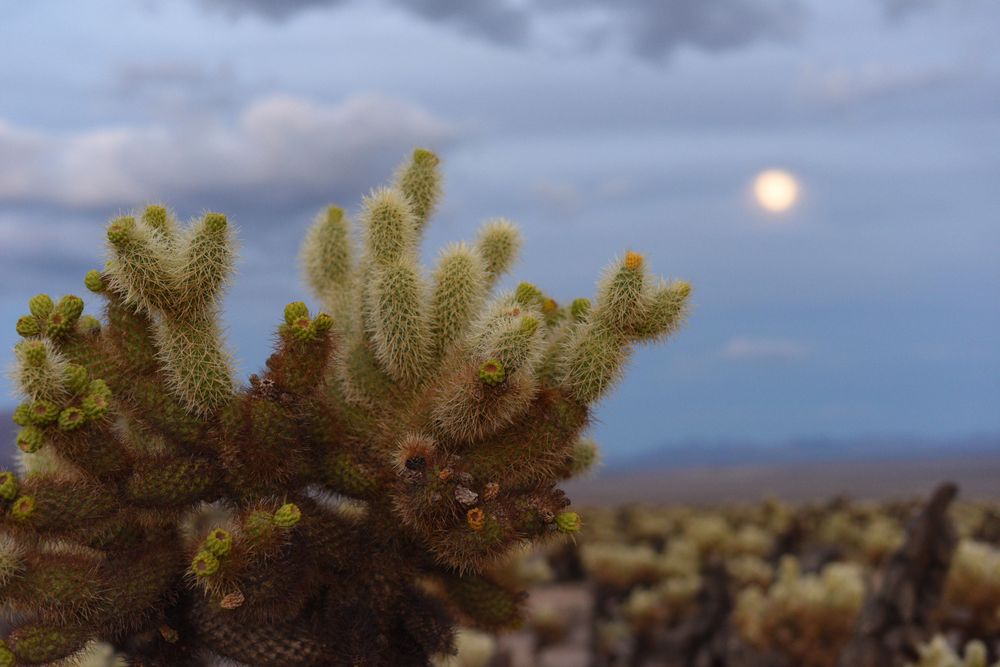 Teddy Bear Cholla and the Moon