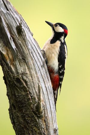Wonderful bird on wood