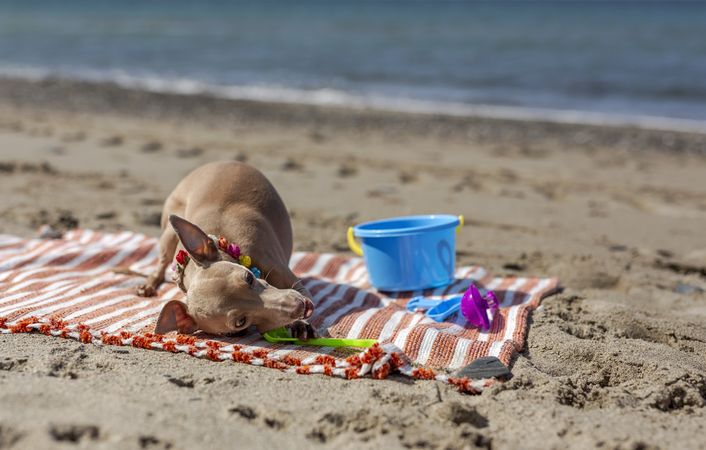 Cute puppy playing on beach in sunny day