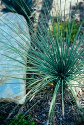 Garden grass and rock