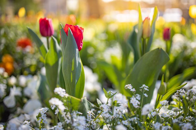 Colorful tulips in bloom in a field