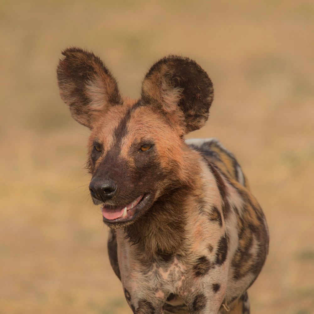 Hyena on brown sand
