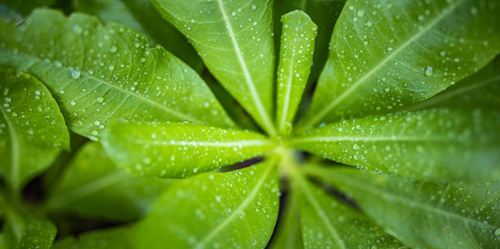 Close up wide shot of top of leaf