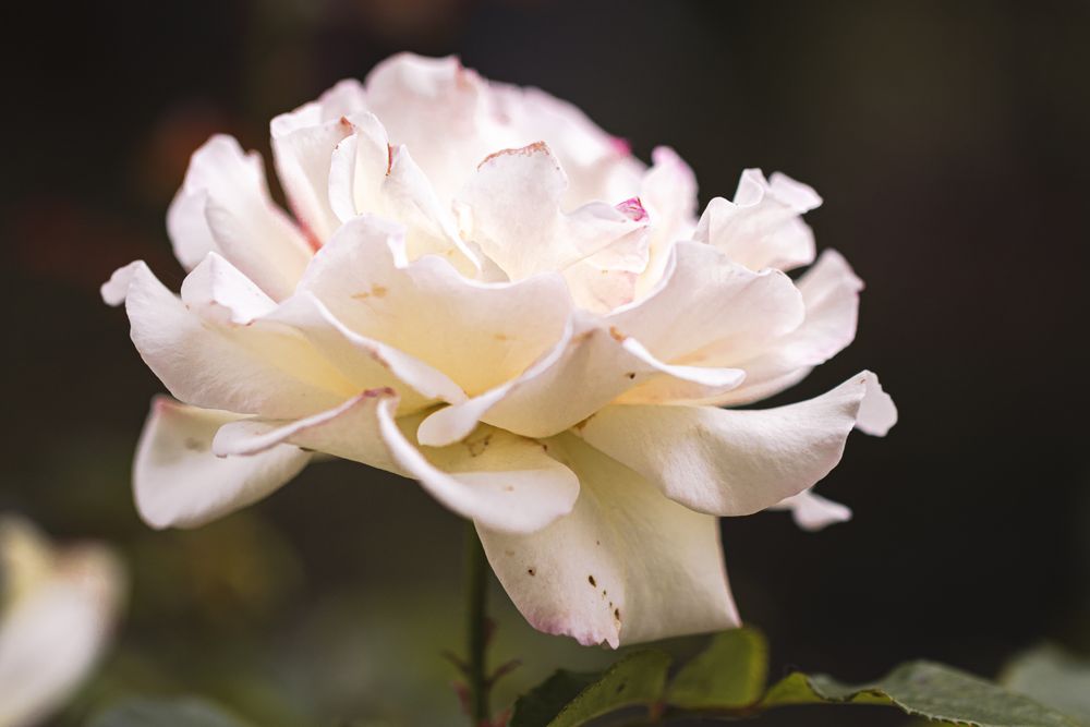 Side view of beautiful light flower in bloom outside
