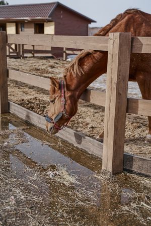 Brown horse in snaffle behind wooden fence