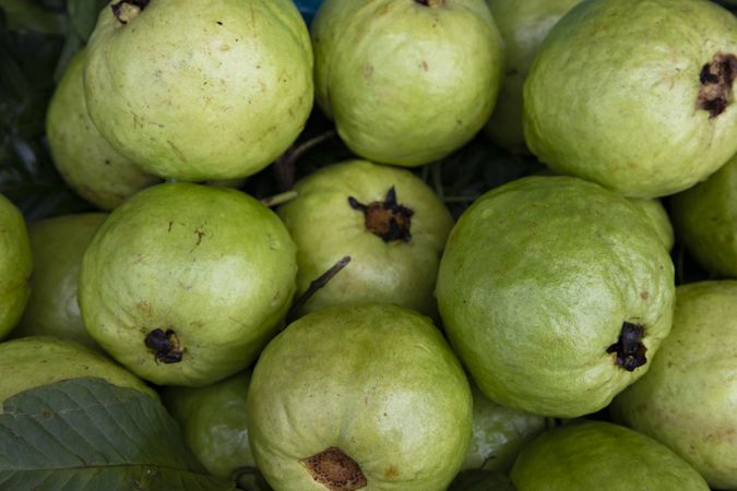 Fresh Green Guava fruits Displayed for sale in the Market of Bangladesh