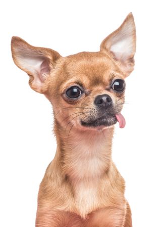 Chihuahua portrait sticking its tongue out on a blank background