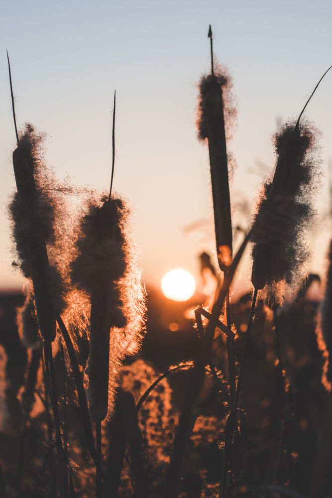 Reeds with fluffs at sunset