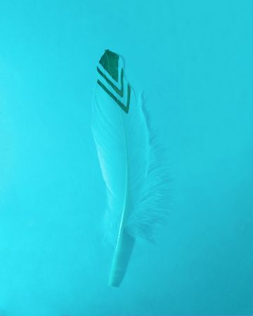 Feather with chevron pattern on blue background
