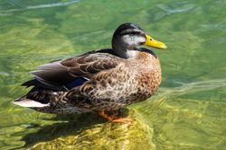 Brown duck on water