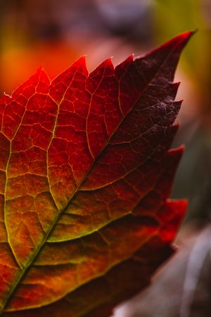 Bright red leaves on tree in sunlight
