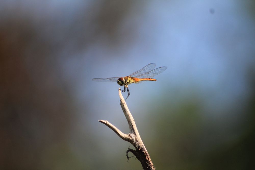Dragonfly