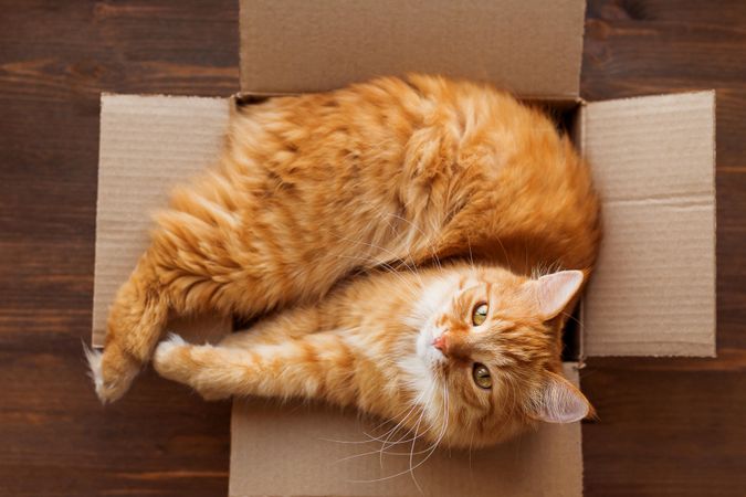 Fluffy ginger cat looking up from cardboard box