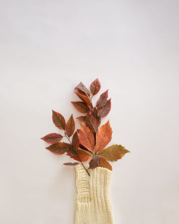 Red orange autumn leaves on a plain background