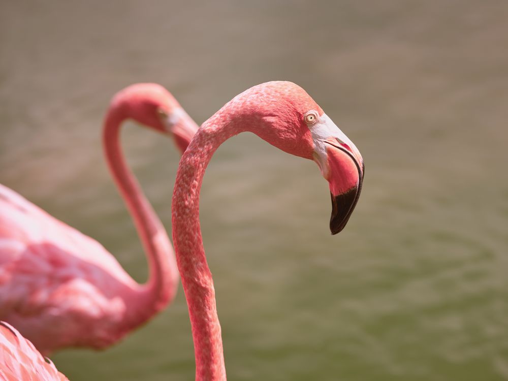 Pink flamingos in pond water