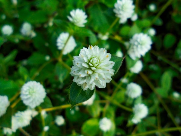 Alternanthera philoxeroides