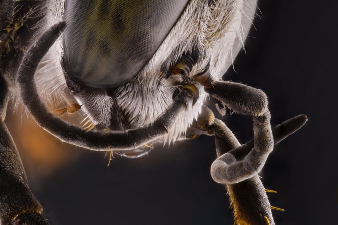 Dark brown ant with glossy head and legs