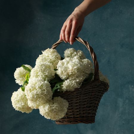 Female hand hold wicker basket with hydrangea flowers