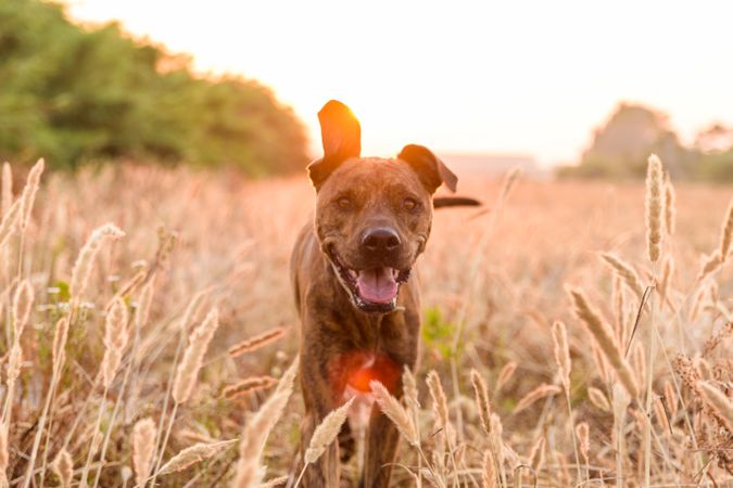 Dog running free off lead on field