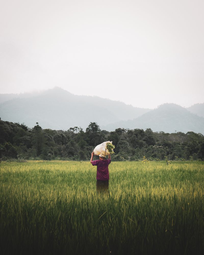 Back view of farmer carrying something on their hand walking on green grass field
