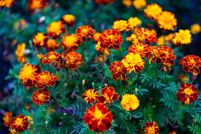 Bright marigold flowers in autumnal garden