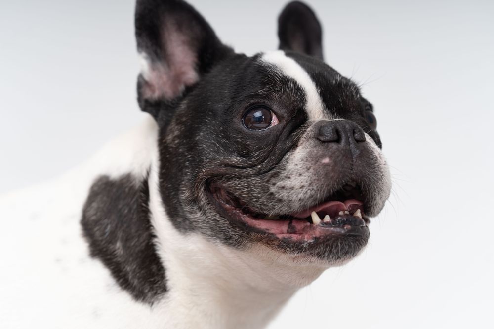 Cute small pitbull looking around