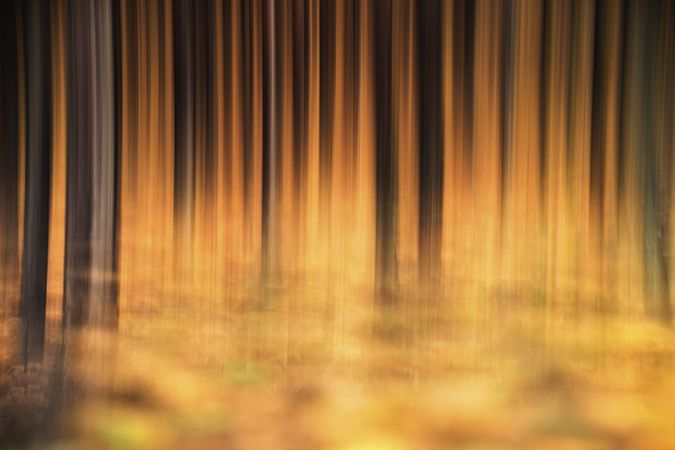 Blurred trees in green forest