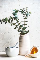 Spa concept with eucalyptus