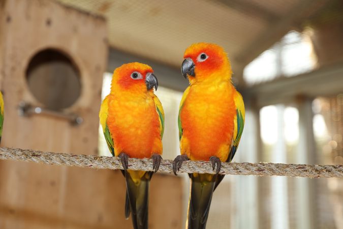 Yellow orange and green love birds on brown wooden stick