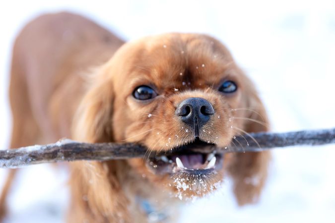 Cavalier spaniel smiling with a stick in it’s mouth in the snow