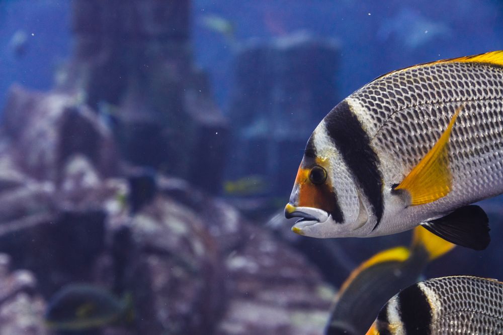 Exotic fish in aquarium