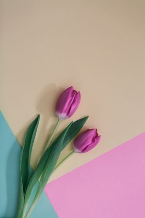 Pink tulips on clear background