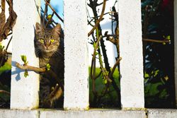 Cat behind fence in garden