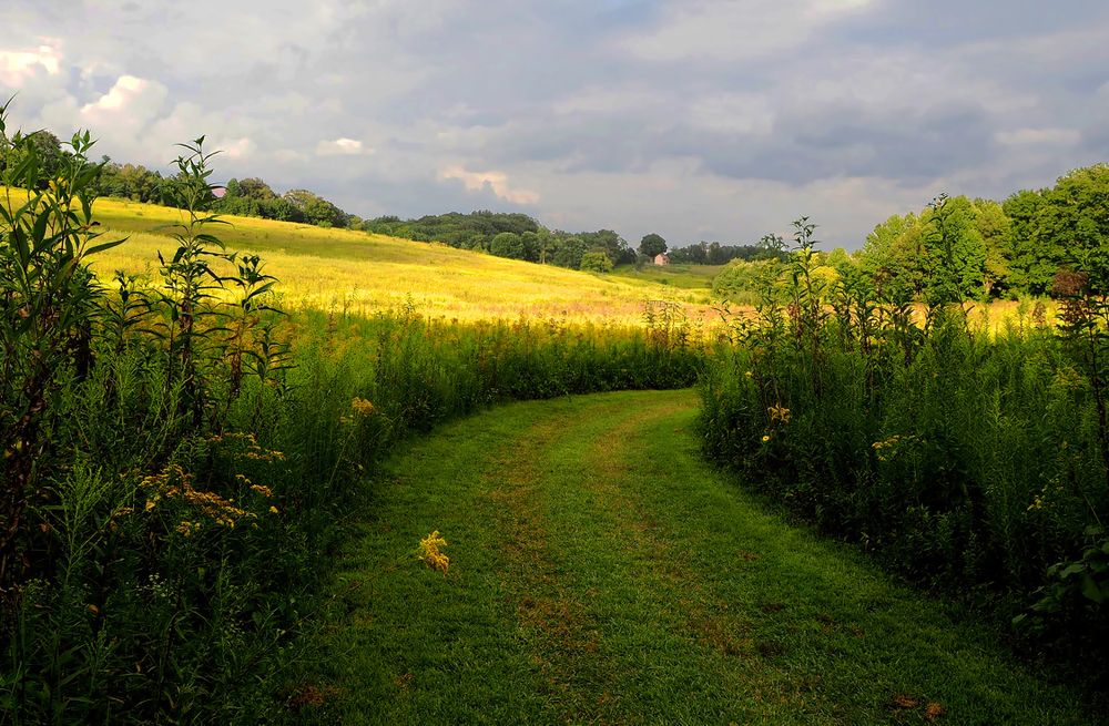 Stormy Blooms: Wildflower Meadow in the Tempest's Embrace