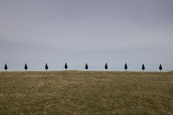 Trees in a row on a field