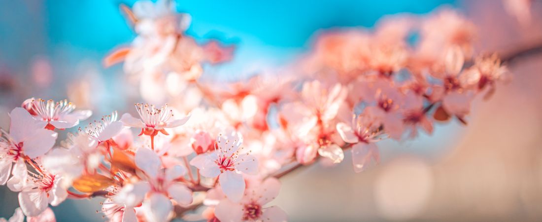 Banner of cherry blossom against a bright blue sky