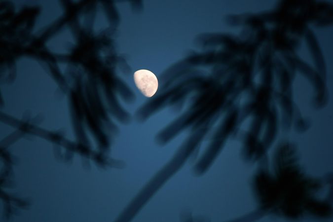 Moon peaking through branches