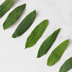Green leaves in a row on light paper