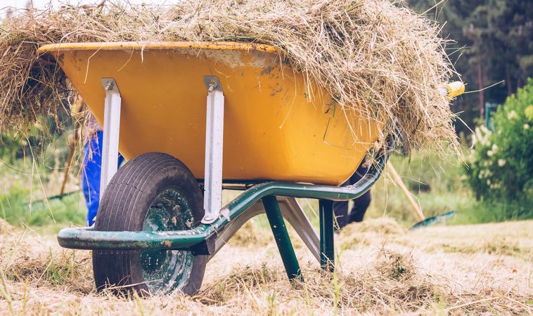 Wheelbarrow with dry hay in the field