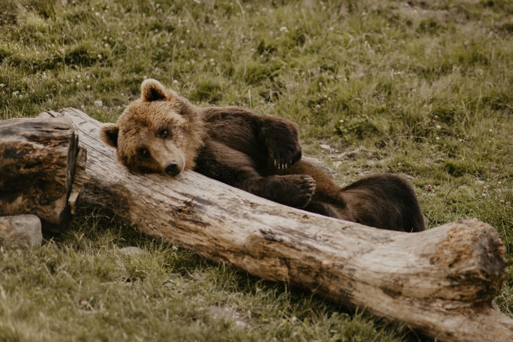 Brown bear near log