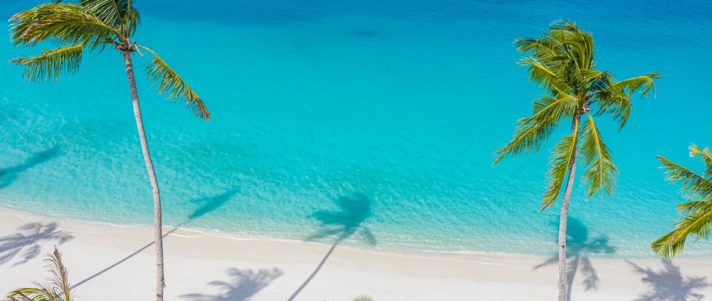 Palm trees and their shadows against tropical water, wide