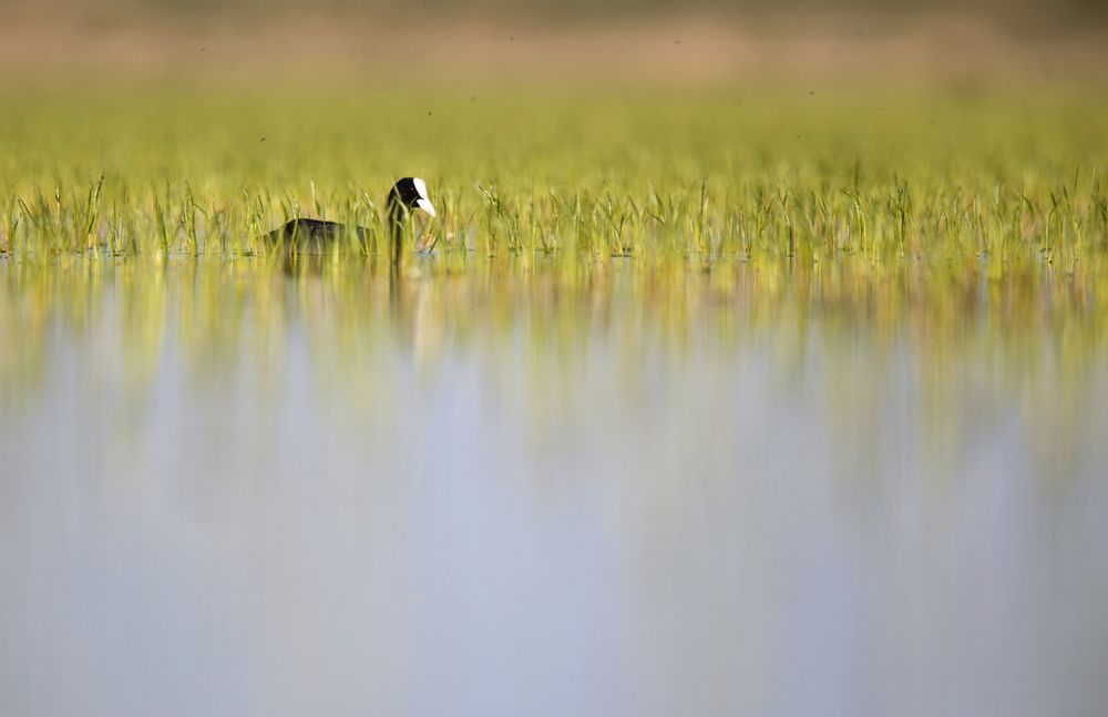 Wild coot bird swimming on water
