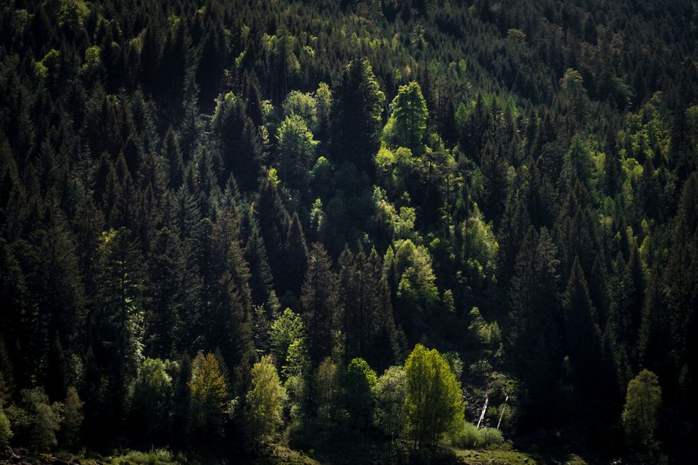 Shot of green tree tops