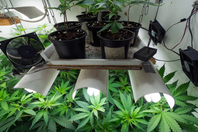 Various stages of marijuana plants